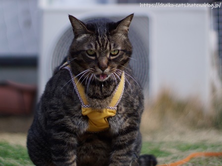 f:id:chai-ko:20210704185207j:plain