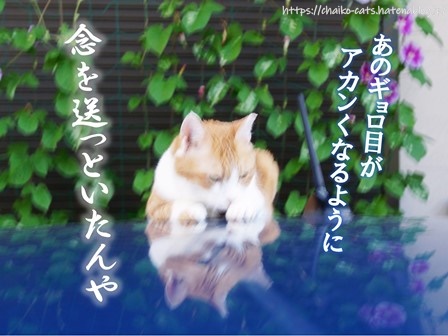 f:id:chai-ko:20210718200323j:plain