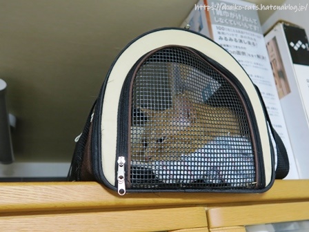 f:id:chai-ko:20210822195633j:plain