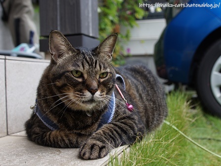 f:id:chai-ko:20210828174307j:plain