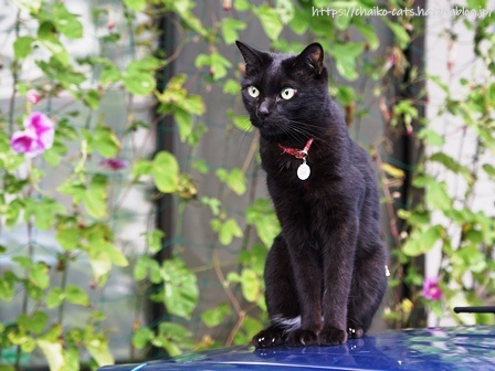 f:id:chai-ko:20210829182502j:plain