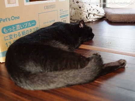 f:id:chai-ko:20210829182659j:plain