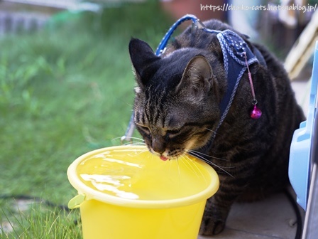 f:id:chai-ko:20210905175856j:plain