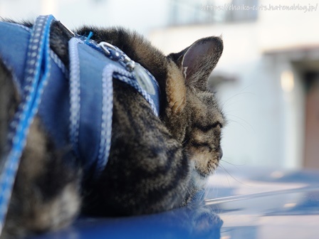 f:id:chai-ko:20210905180725j:plain