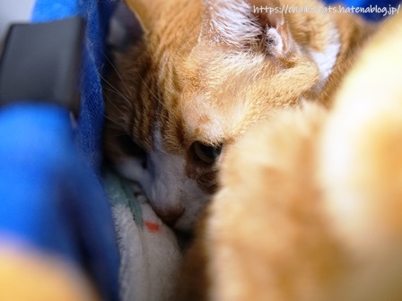 f:id:chai-ko:20220123190628j:plain