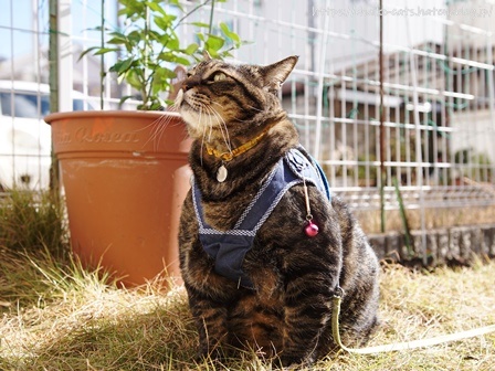 f:id:chai-ko:20220206195810j:plain