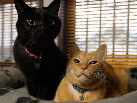 f:id:chai-ko:20220317191950j:plain