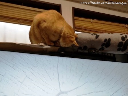 f:id:chai-ko:20220401200858j:plain