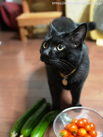 見分けがつかない黒猫S - 何の変哲もないねこですが II