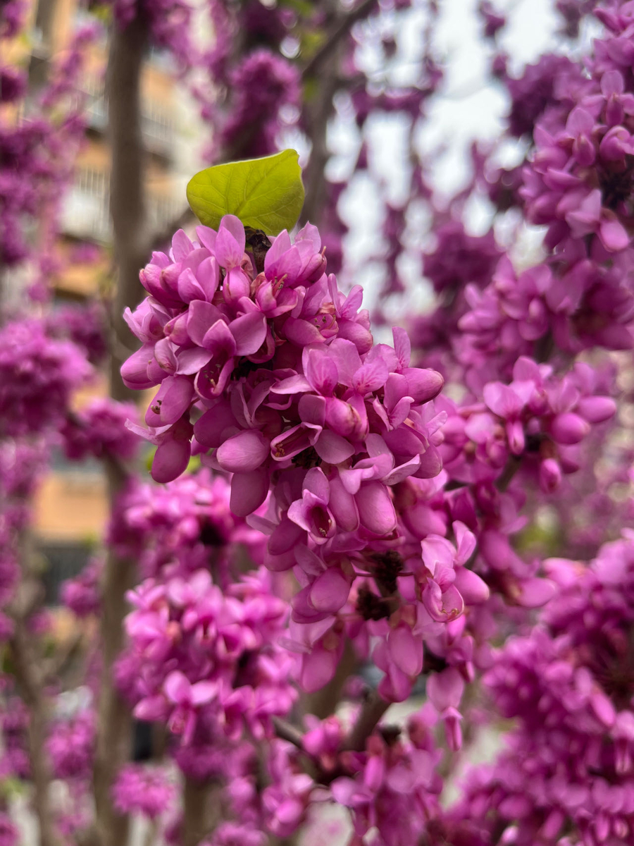 上海で見かけた茶花【4月】 - 中国で茶道のおけいこ