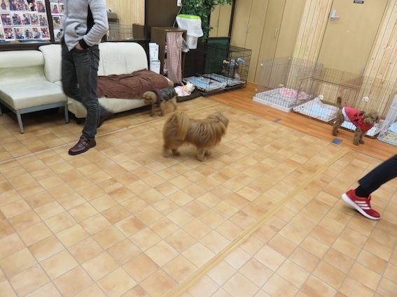f:id:chairoitenten:20171021222233j:plain