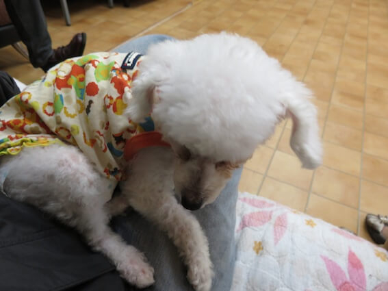 f:id:chairoitenten:20171021222236j:plain