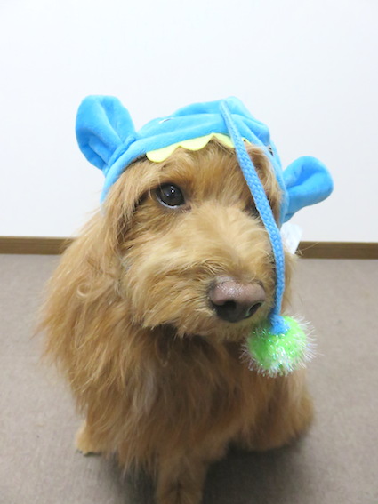 かぶりものを付けられている犬