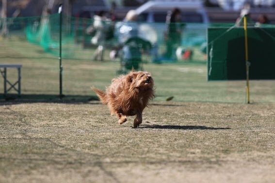 走り出す犬の写真