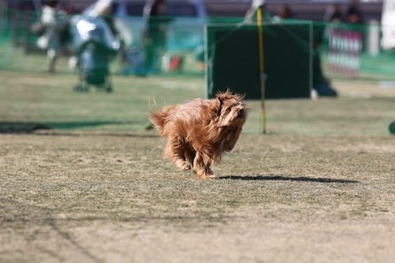 飛行犬の写真