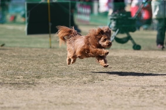 走っている犬の写真