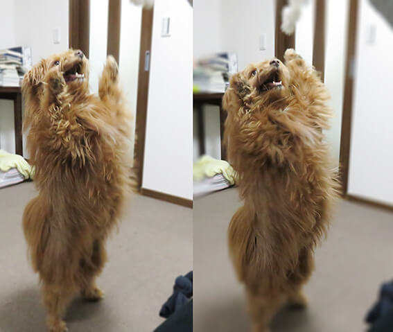 二本足で立つ犬の写真