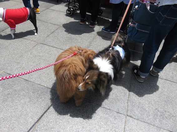 犬の挨拶の写真