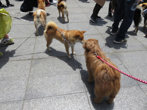 柴犬と挨拶