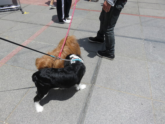 犬の挨拶の写真