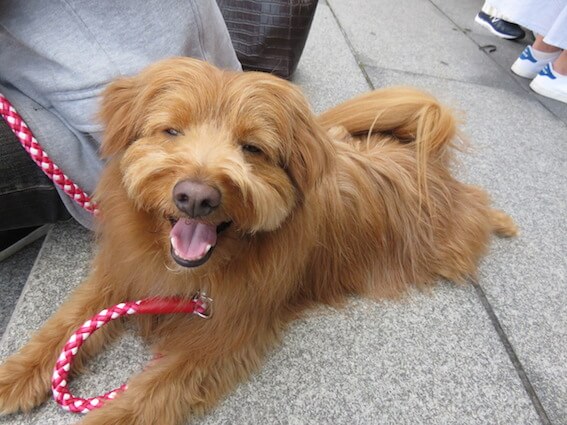 笑顔で見上げる犬の写真