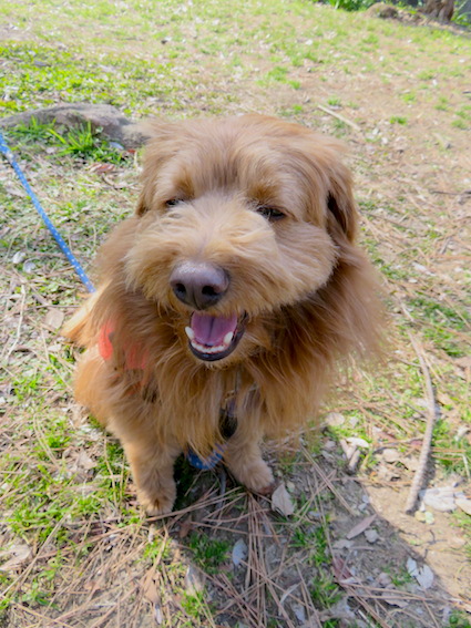 笑う犬の写真