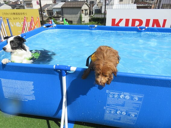 プールから出かける犬