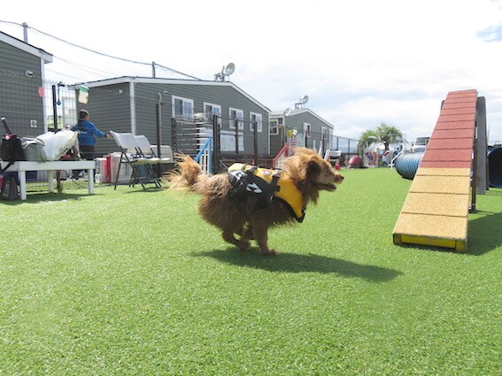 ボールを追いかける犬