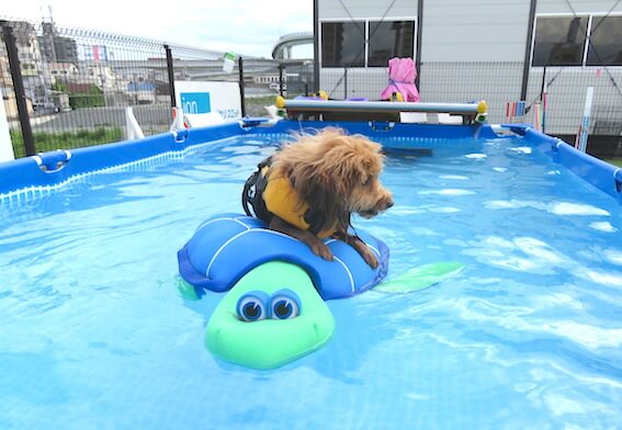 亀のおもちゃに乗る犬