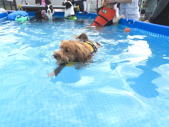 プールで泳ぐ犬の写真