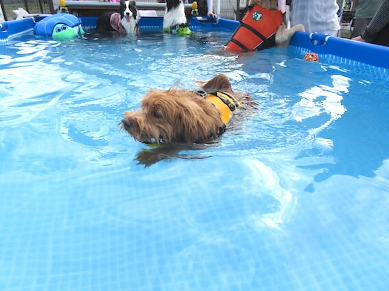 プールで泳ぐ犬の写真