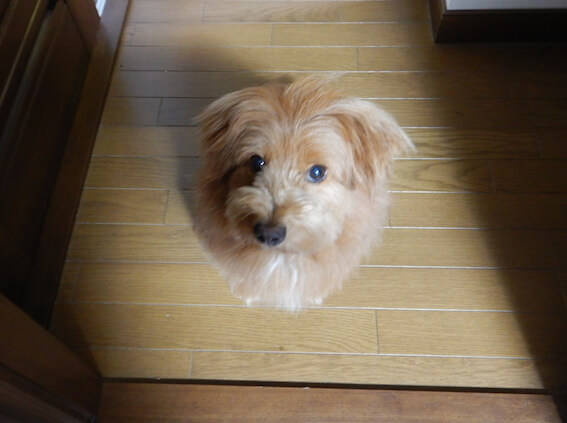 不満そうな犬の写真