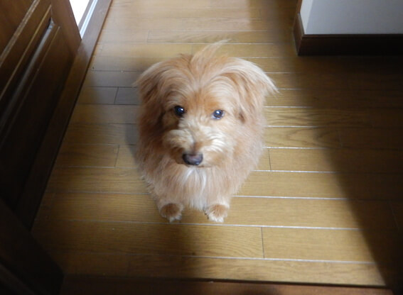 不満そうな犬の写真