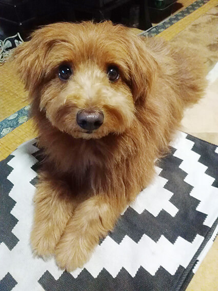 キョトンとする犬の写真