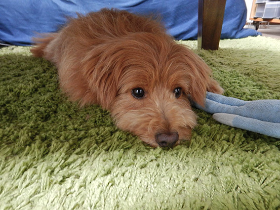 テーブルの下に入って落ち着く犬