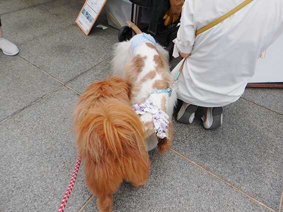 挨拶を交わす犬の写真