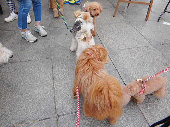 挨拶するためにつながる犬たち