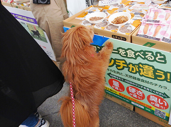 試食をねだる犬の写真