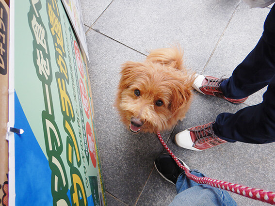 笑顔で見上げる犬の写真