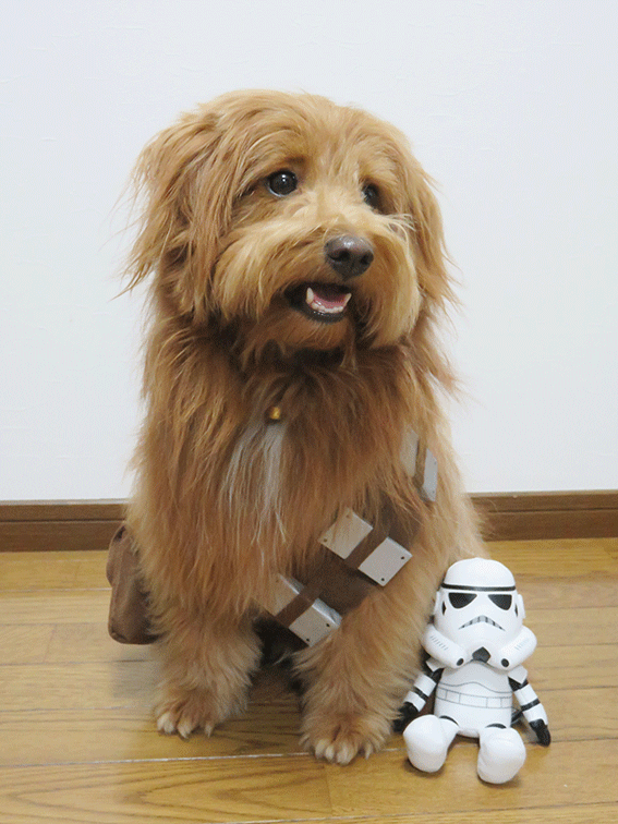 スター・ウォーズのチューバッカのコスプレをする犬