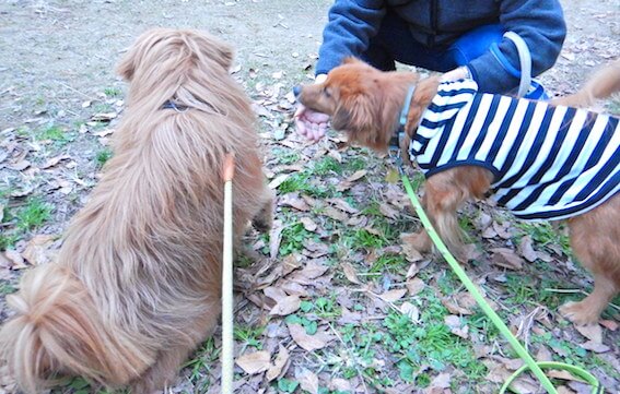 匂いをかごうとする犬