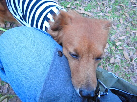 人に甘える犬の写真