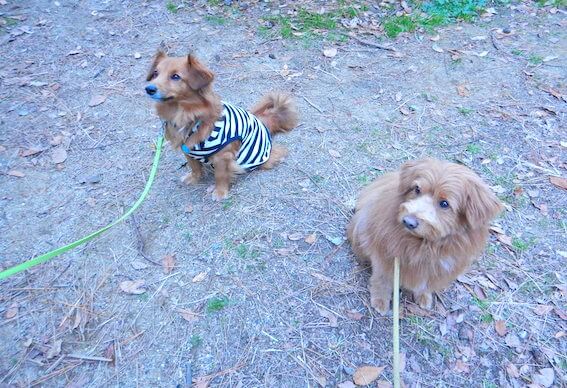 似ている犬の写真