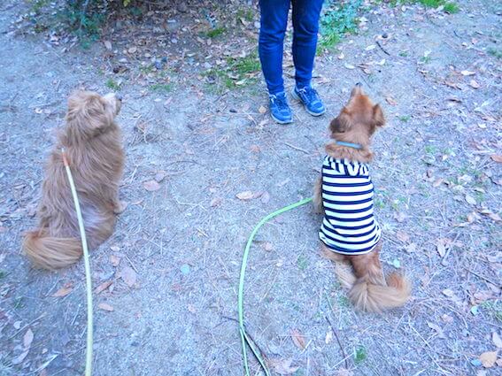 背中を向ける犬の写真