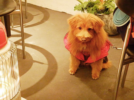 チェックのコートを着た犬