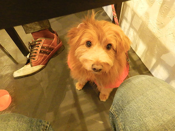 テーブルの下で待っている犬