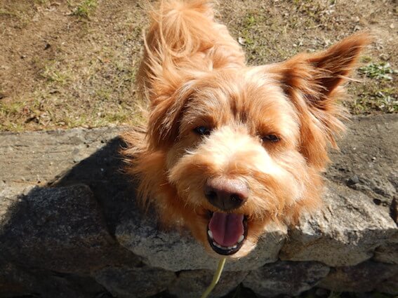 片耳上げている犬の写真