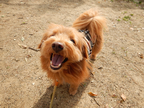 すごい笑顔の犬