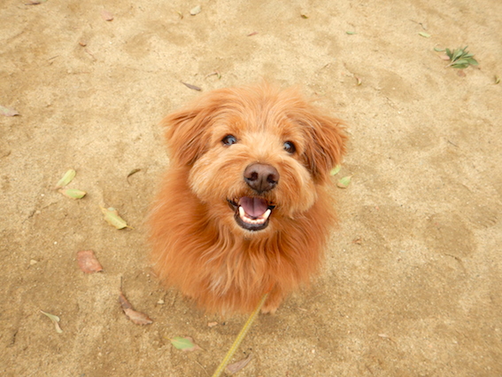 ニコニコしている犬の写真