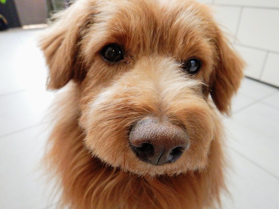 寂しそうな犬の写真